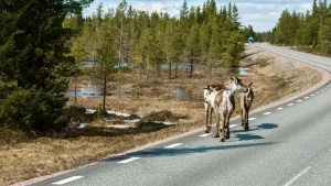 Abisko Szwecja – widok związany z planowaniem podróży