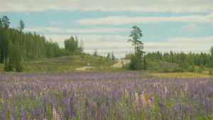 Finlandia design – widok związany z planowaniem podróży