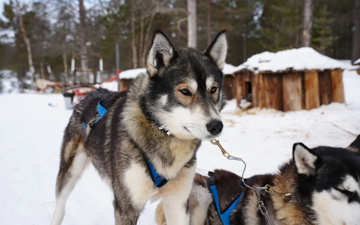 Kiruna Szwecja &ndash; Kiruna w skr&oacute;cie: więcej niż zorza i śnieg
