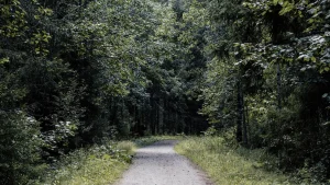 Parki narodowe Finlandii – widok związany z planowaniem podróży