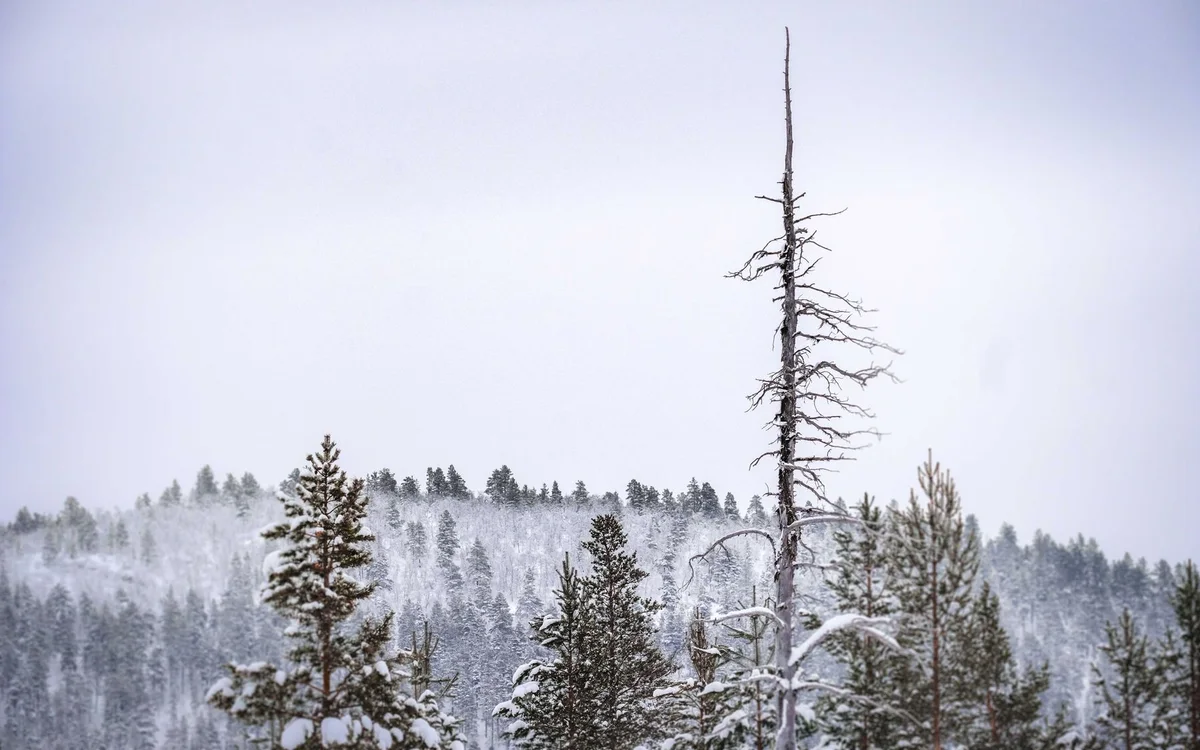 Rovaniemi atrakcje – Praktyczne wskazówki dla rodzin zimą
