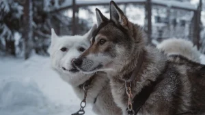 Rovaniemi atrakcje – widok związany z planowaniem podróży