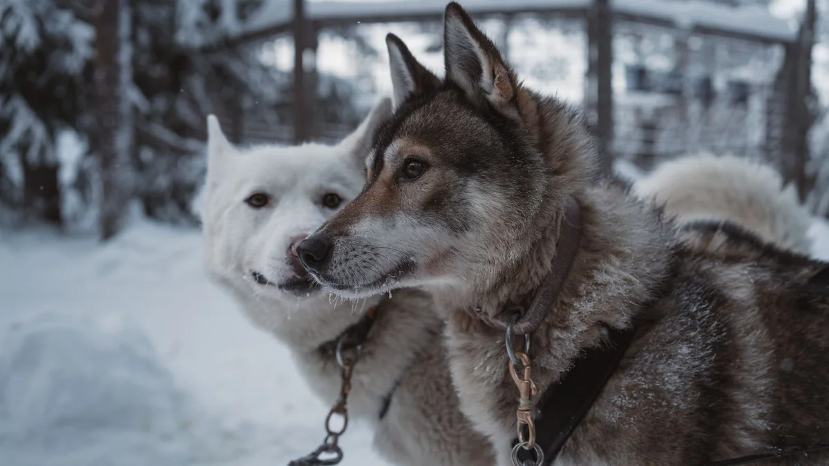 Rovaniemi atrakcje – widok związany z planowaniem podróży