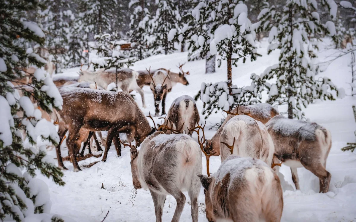 Rovaniemi atrakcje – Transport lokalny i planowanie dojazdów do atrakcji