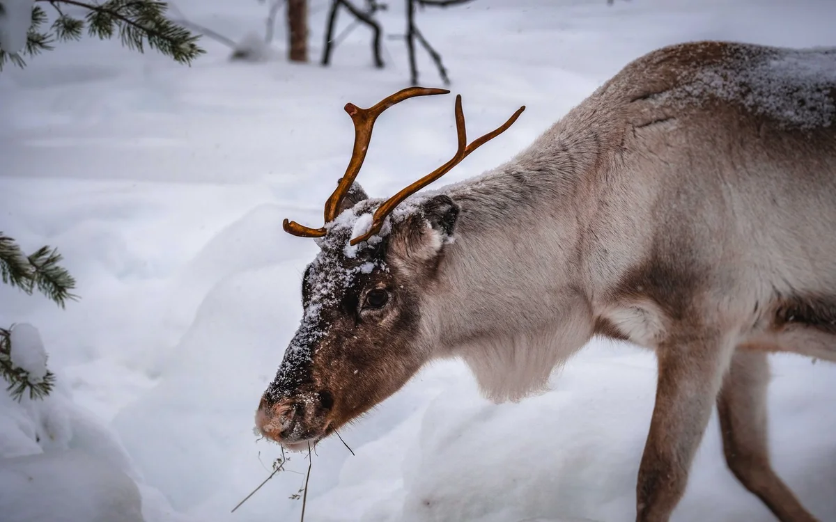 Rovaniemi atrakcje – Zwyczaje w naturze, renifery i odpowiedzialne podróżowanie